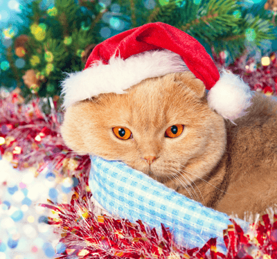 cat in santa hat