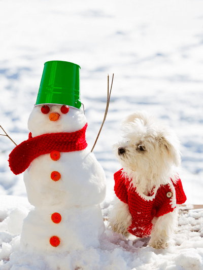 dog with snowman