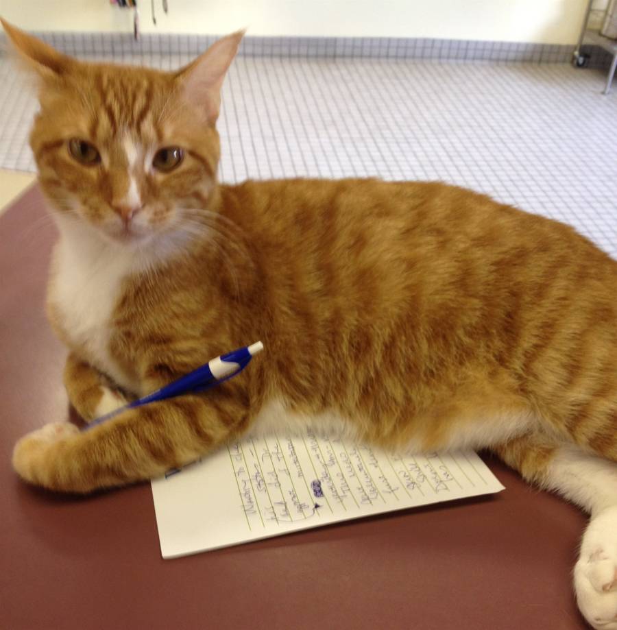 Winston - Clinic Cat