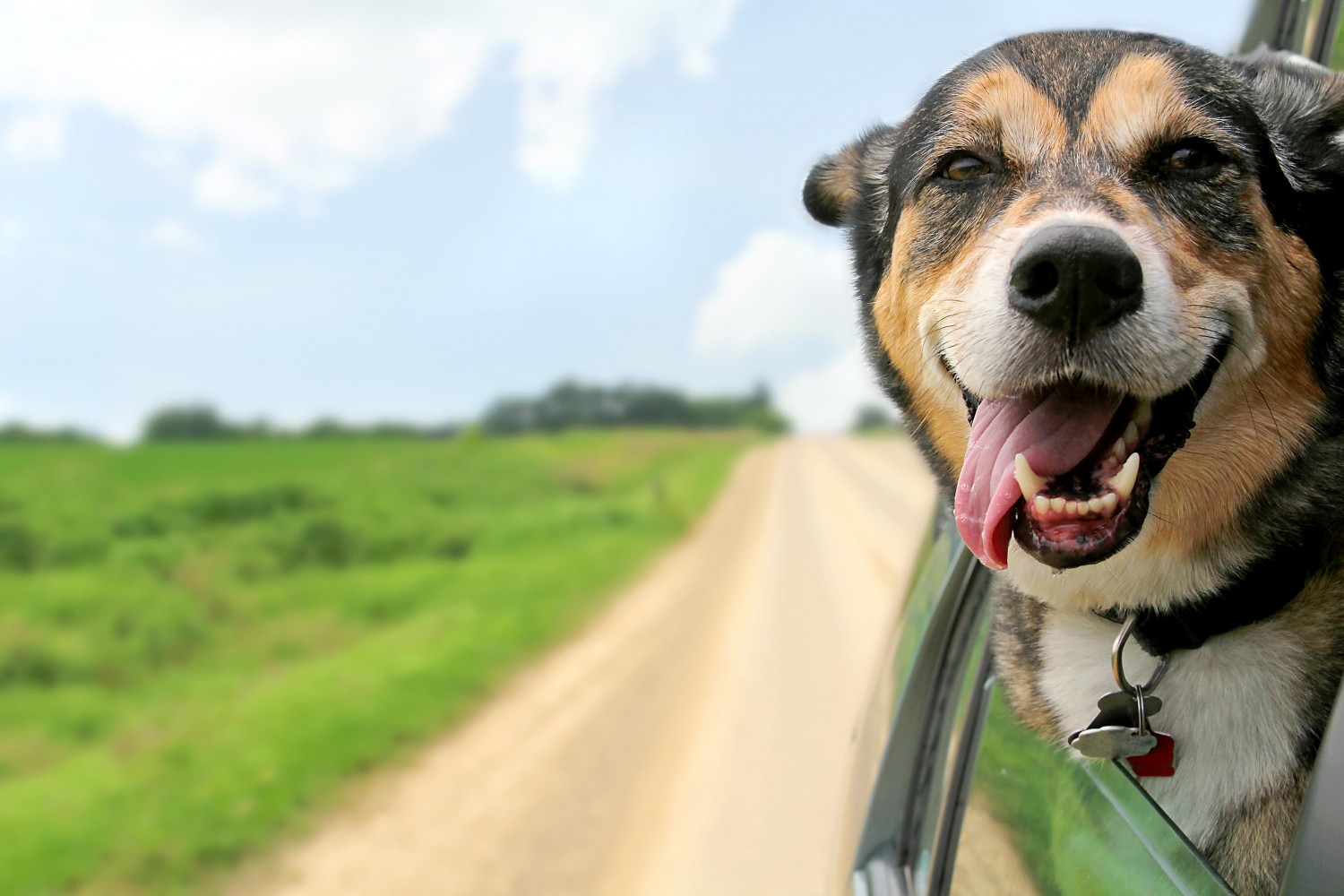 dog in car