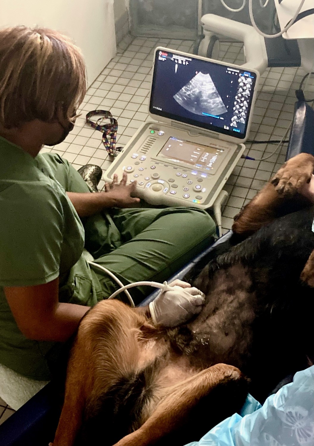 Ultrasound being performed on a dog