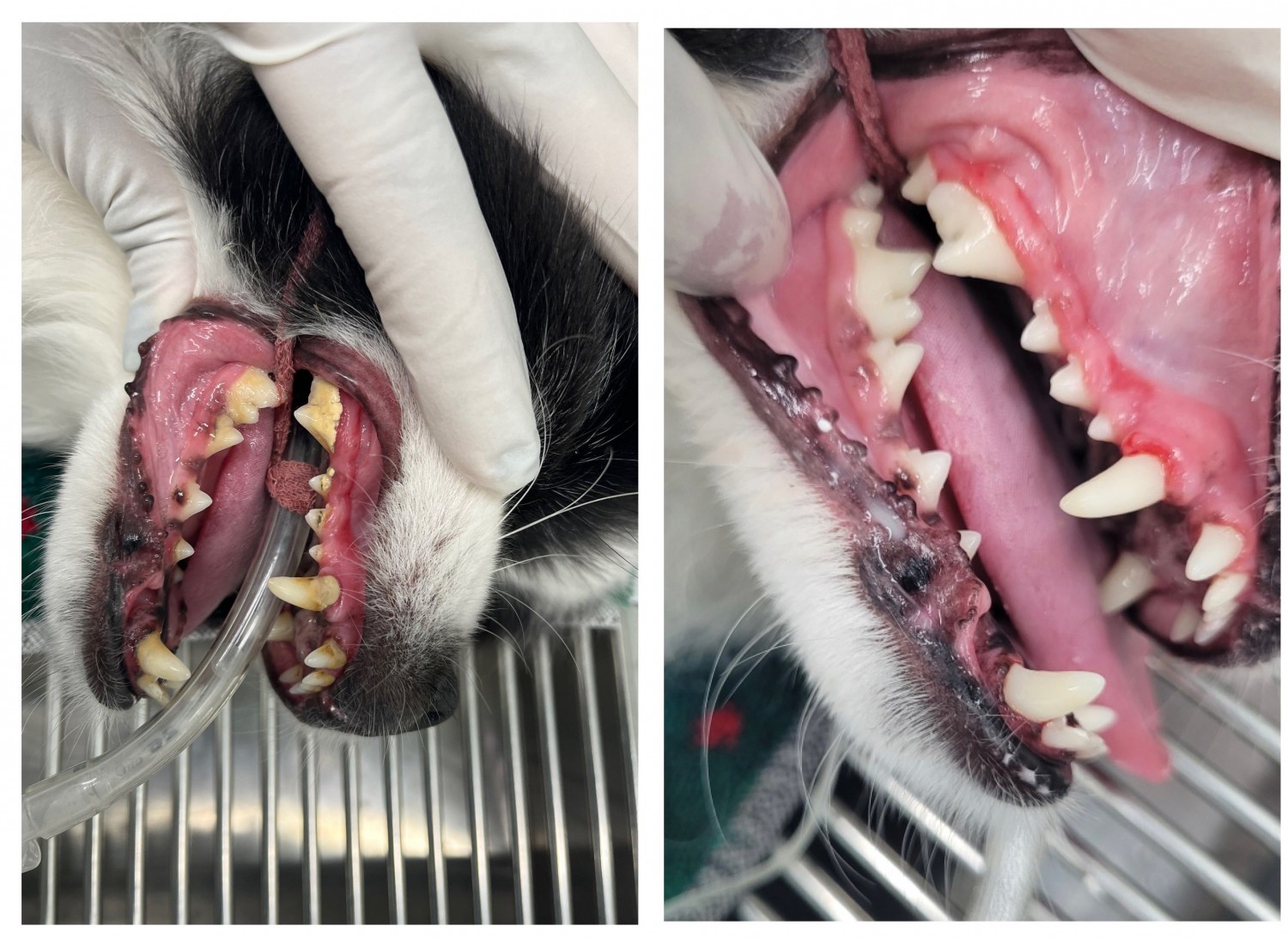 Dog's mouth being held open to show gums and teeth