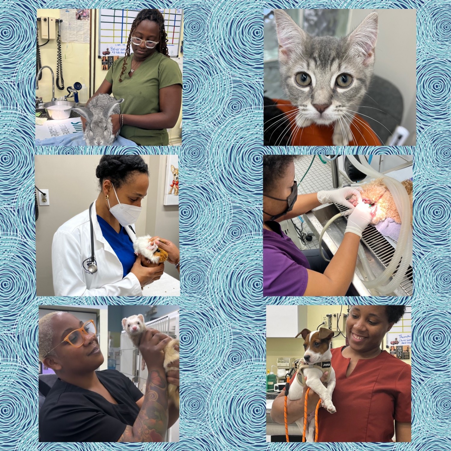 The Animal Medical Center of Watkins Park Collage