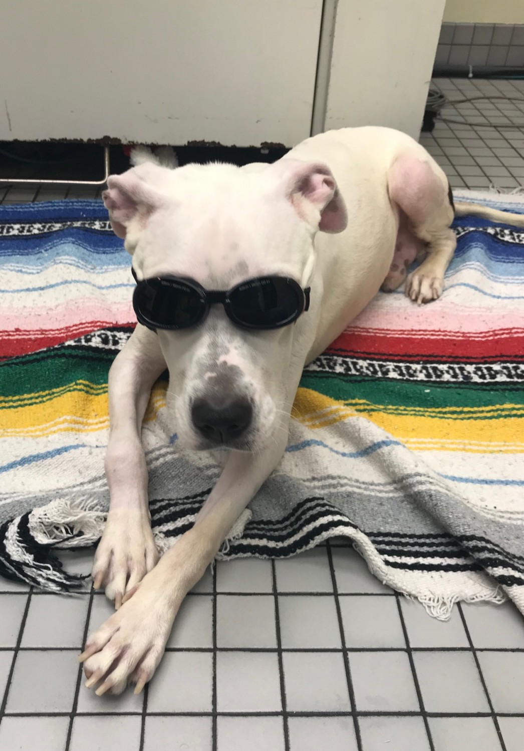Dog wearing protective goggles