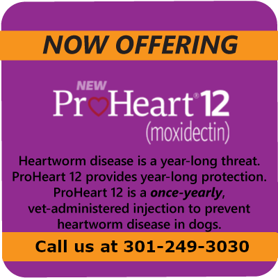 Now Offering ProHeart 12