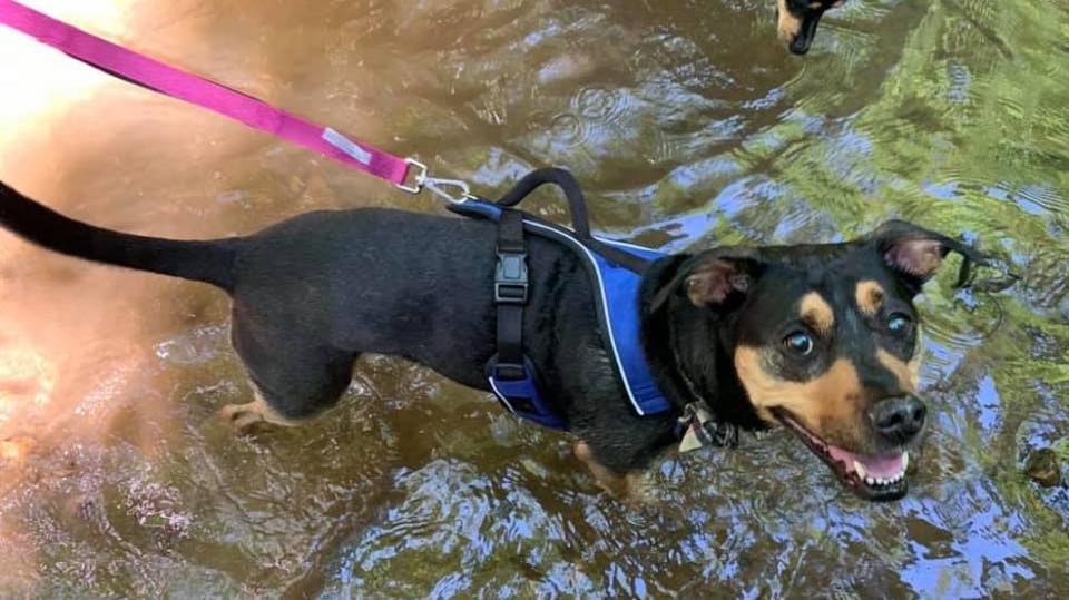 Leashed dog standing in shallow water